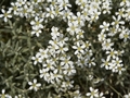 Cerastium tomentosum Rogownica kutnerowata